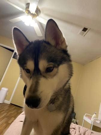 craigslist Pets "free husky" in Phoenix, AZ. see also. Free husky. $0. west valley Fur babies. $0. central/south phx Siberian Husky Puppy. $0. east valley Rehoming 2 y/o female husky. $0. Glendale Re-home White Female Husky. $0. Phoenix ...